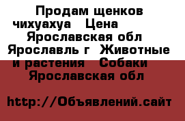 Продам щенков чихуахуа › Цена ­ 6 000 - Ярославская обл., Ярославль г. Животные и растения » Собаки   . Ярославская обл.